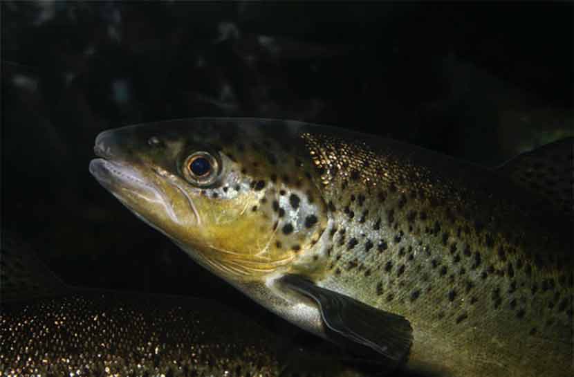 truite de rivière dans les Landes gite du Pihon proche Dax