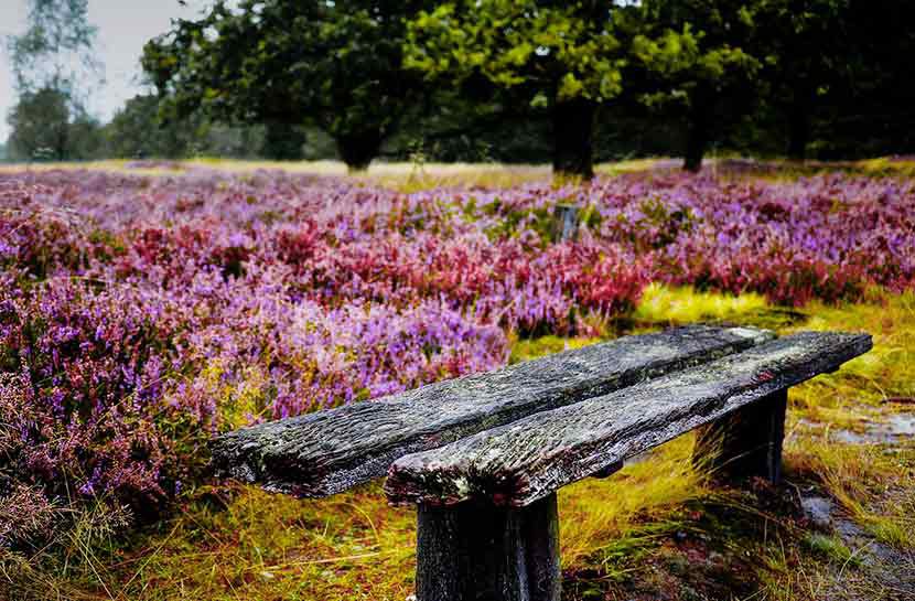 Gite Landes gite Aquitaine location vacances landes