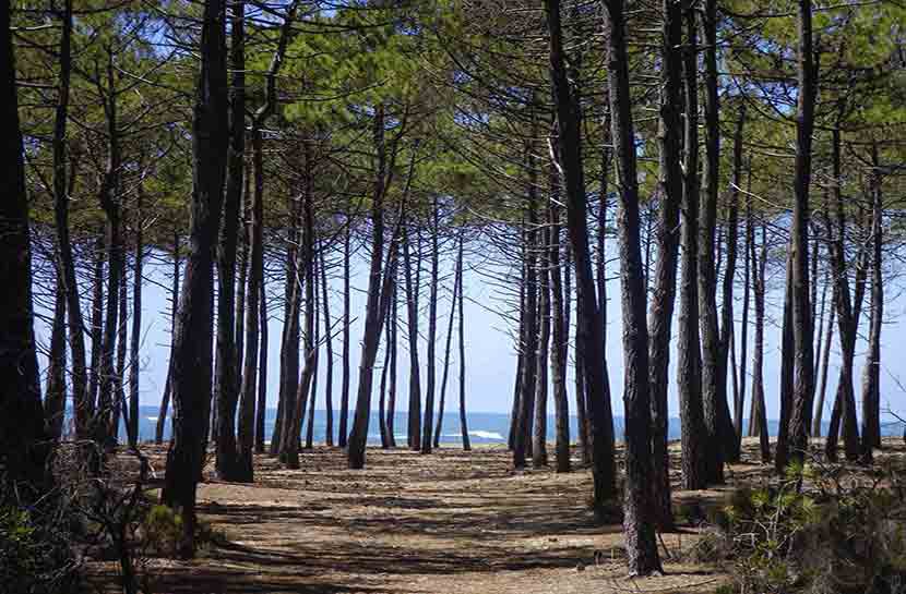 Foret de Gascogne pin des landes Vacances